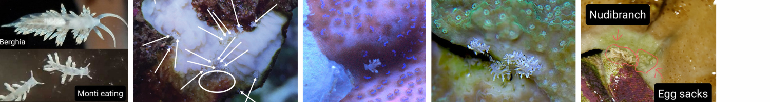 Images of corals with montipora eating nudibranchs and eggs